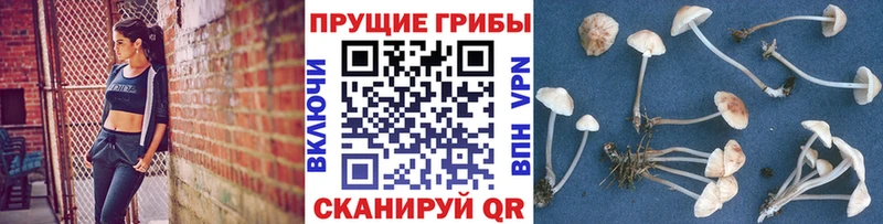 Псилоцибиновые грибы Psilocybe  Купить где  Богучар 